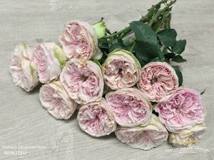 ROSE WABARA SENLITSU 50